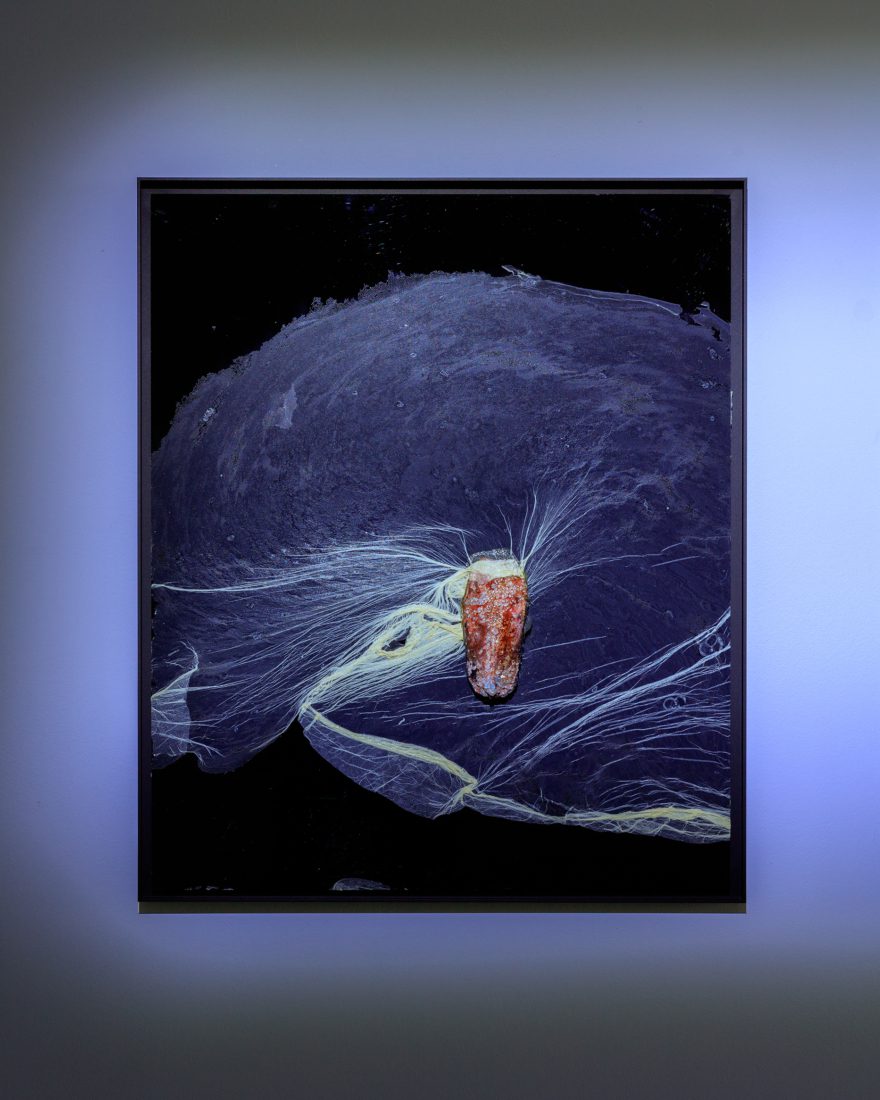 Foco Galeria Mermaids of a Restless Sea